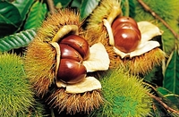 空腹能吃生板栗嗎？生吃板栗有什么好處？