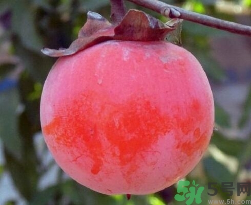 野柿子的營(yíng)養(yǎng)價(jià)值 野柿子的功效與作用 野柿子的營(yíng)養(yǎng)價(jià)值 野柿子的功效與作用