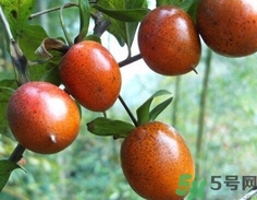 野柿子的營(yíng)養(yǎng)價(jià)值 野柿子的功效與作用 野柿子的營(yíng)養(yǎng)價(jià)值 野柿子的功效與作用