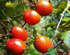 野柿子的營(yíng)養(yǎng)價(jià)值 野柿子的功效與作用 野柿子的營(yíng)養(yǎng)價(jià)值 野柿子的功效與作用