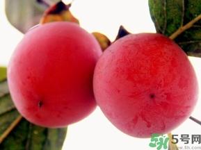 吃野柿子有什么好處？野柿子有什么藥用價(jià)值？