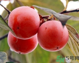 吃野柿子有什么好處？野柿子有什么藥用價(jià)值？