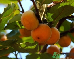 吃野柿子有什么好處？野柿子有什么藥用價(jià)值？