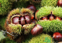 晚上吃板栗會(huì)胖嗎？晚上吃板栗好嗎？