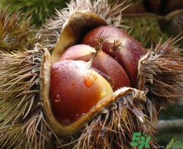 晚上吃板栗會(huì)胖嗎？晚上吃板栗好嗎？