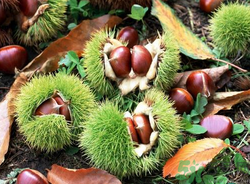 吃板栗會便秘嗎？板栗吃多了會便秘嗎？