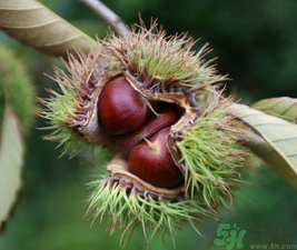 吃板栗會便秘嗎？板栗吃多了會便秘嗎？