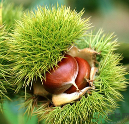 吃板栗會便秘嗎？板栗吃多了會便秘嗎？