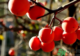 空腹能吃柿子嗎？空腹能吃柿子的危害