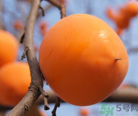 空腹吃柿子好嗎？空腹吃柿子會怎么樣？