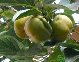 空腹吃柿子好嗎？空腹吃柿子會怎么樣？