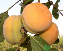 吃柿子會(huì)胖嗎？柿子吃多了會(huì)胖嗎？