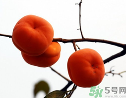 吃柿子會(huì)胖嗎？柿子吃多了會(huì)胖嗎？