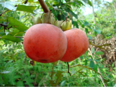 柿子吃了上火嗎？吃柿子上火嗎？