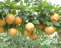 吃豐水梨的好處？豐水梨好吃嗎？