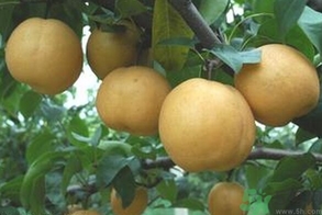 吃豐水梨的好處？豐水梨好吃嗎？