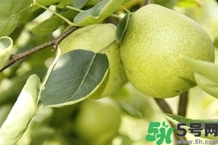 梨子不能和什么一起吃？梨子不能與什么同食？