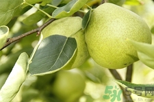 梨子是熱性還是涼性？梨子是溫性還是寒性？