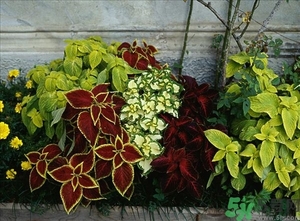 紫蘇葉是什么東西？紫蘇葉的功效與作用及禁忌