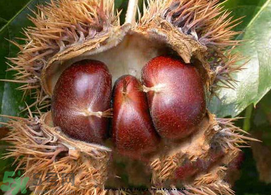 板栗可以放冰箱嗎？板栗能放多久？