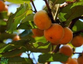 野柿子能吃嗎？野柿子怎么做好吃？