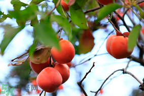 野柿子能吃嗎？野柿子怎么做好吃？