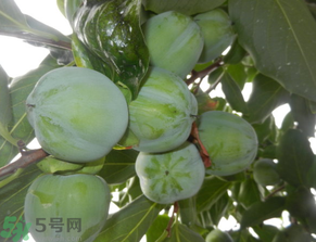 孕婦可以吃青柿子嗎？青柿子孕婦可以吃嗎？