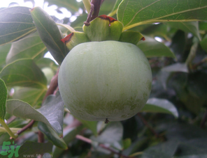 孕婦可以吃青柿子嗎？青柿子孕婦可以吃嗎？