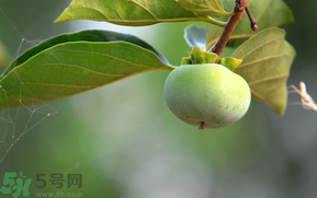 孕婦可以吃青柿子嗎？青柿子孕婦可以吃嗎？