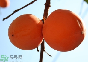 為何叫懶柿子？懶柿子的營(yíng)養(yǎng)價(jià)值？