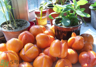 為何叫懶柿子？懶柿子的營(yíng)養(yǎng)價(jià)值？