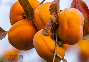 為何叫懶柿子？懶柿子的營(yíng)養(yǎng)價(jià)值？