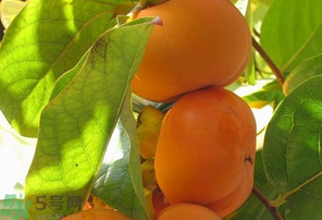 懶柿子吃多了會怎么樣？懶柿子吃多了好嗎