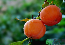 柿子可以和香蕉一起吃嗎？香蕉和柿子能一起吃嗎？