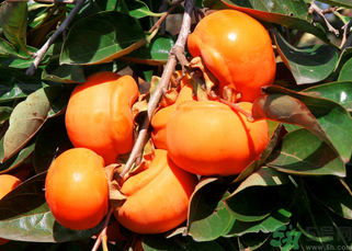 柿子可以和蝦一起吃嗎？柿子和蝦能一起吃嗎？