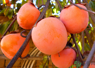 柿子可以和蝦一起吃嗎？柿子和蝦能一起吃嗎？