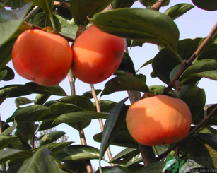 柿子可以和蝦一起吃嗎？柿子和蝦能一起吃嗎？