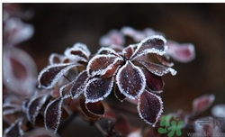 霜降為什么要吃柿子？霜降吃柿子有什么好處？