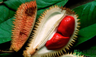 榴蓮一次吃多少合適？榴蓮一天最多吃多少？