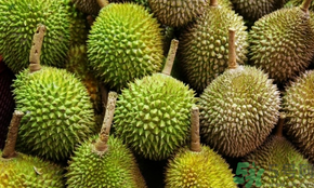 榴蓮可以冷凍保存嗎？榴蓮放冰箱是冷藏還是冷凍？