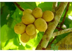 椰色果的功效作用 椰色果怎么吃？