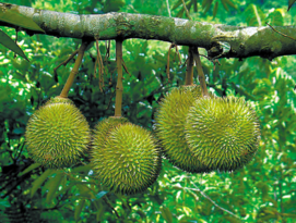 晚上可以吃榴蓮嗎？晚上吃榴蓮好不好？