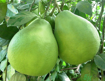 柚子可以放多久？柚子放久了還能吃嗎？