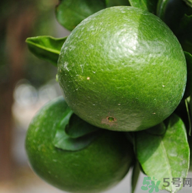 蜜桔孕婦可以吃嗎？孕婦能吃蜜桔嗎？