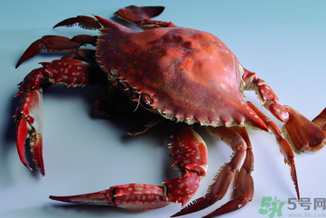 海蟹可以冷凍保存嗎？海蟹冷凍能保存多久？