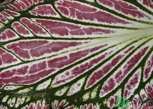 紫蘇葉是什么東西？紫蘇葉的功效與作用及禁忌