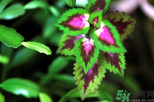 紫蘇葉是什么東西？紫蘇葉的功效與作用及禁忌