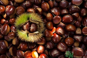 板栗和海鮮能一起吃嗎？板栗和海鮮能同食嗎？