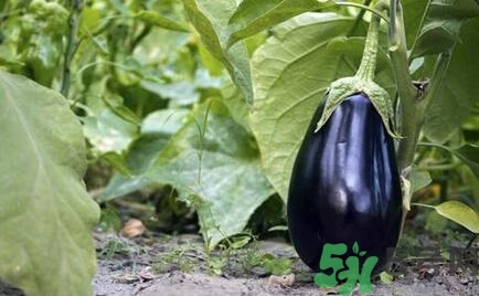 有高血壓的人需要注意什么?高血壓的注意事項及飲食 有高血壓的人需要注意什么?高血壓的注意事項及飲食