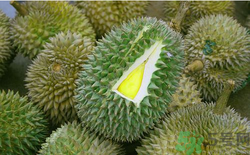 榴蓮放幾天能熟？榴蓮怎么催熟？